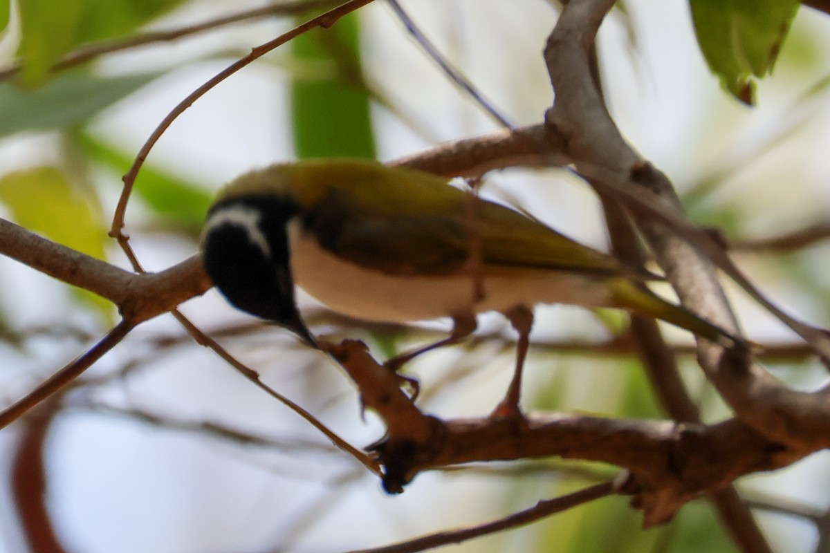 White-throated Honeyeater - ML625406241