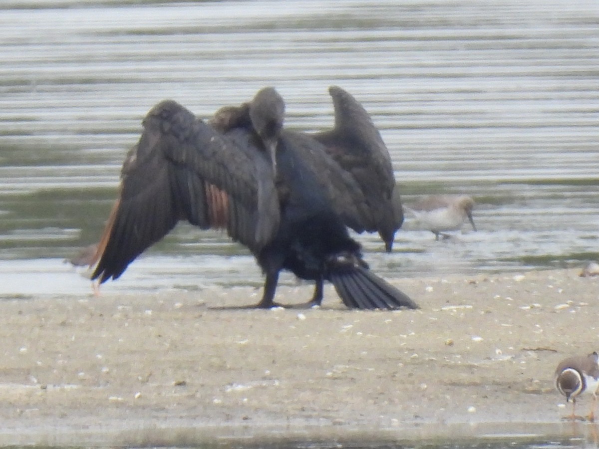 Great Cormorant - ML625406375