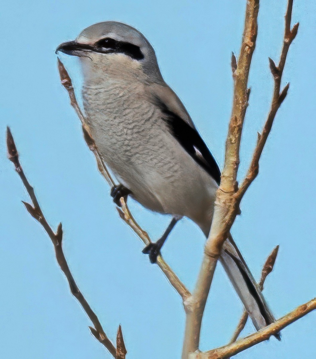 Alcaudón Boreal - ML625406396