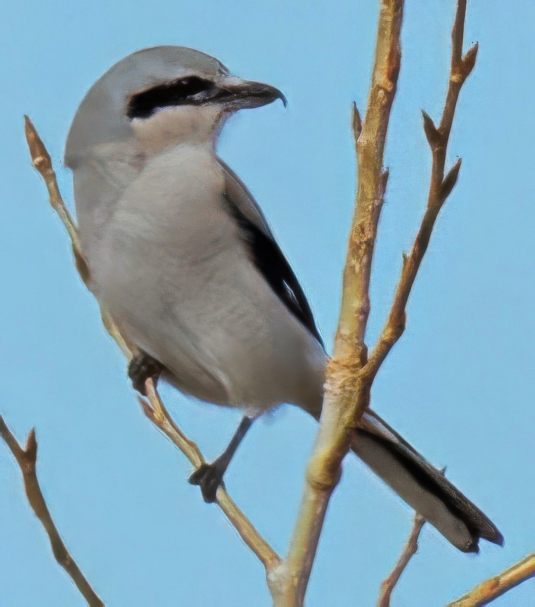 Alcaudón Boreal - ML625406412