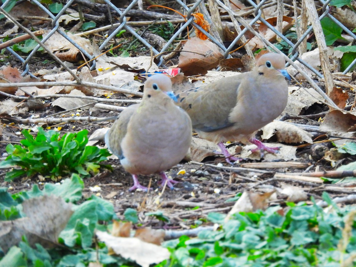 Mourning Dove - ML625406478