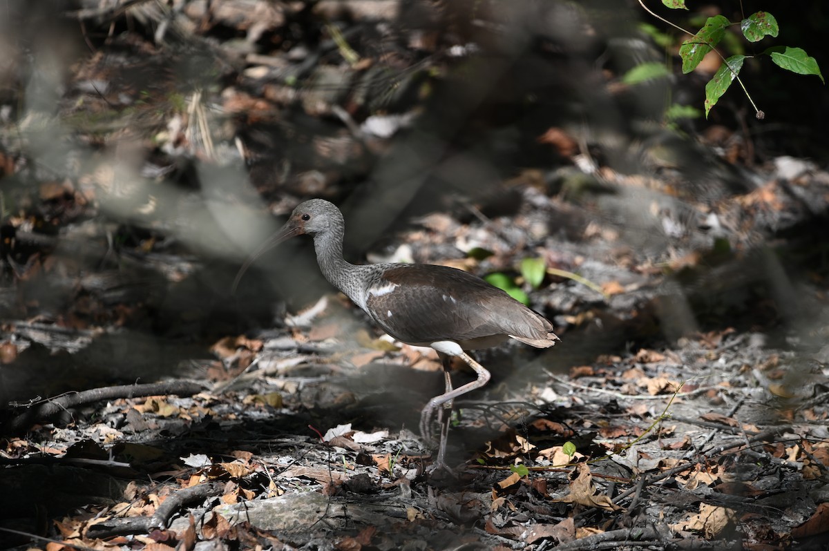 White Ibis - Jody Shugart