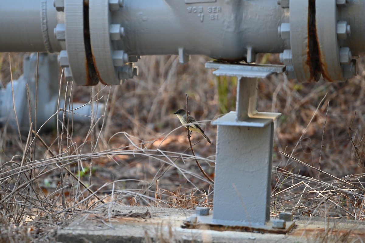 Eastern Phoebe - ML625406487