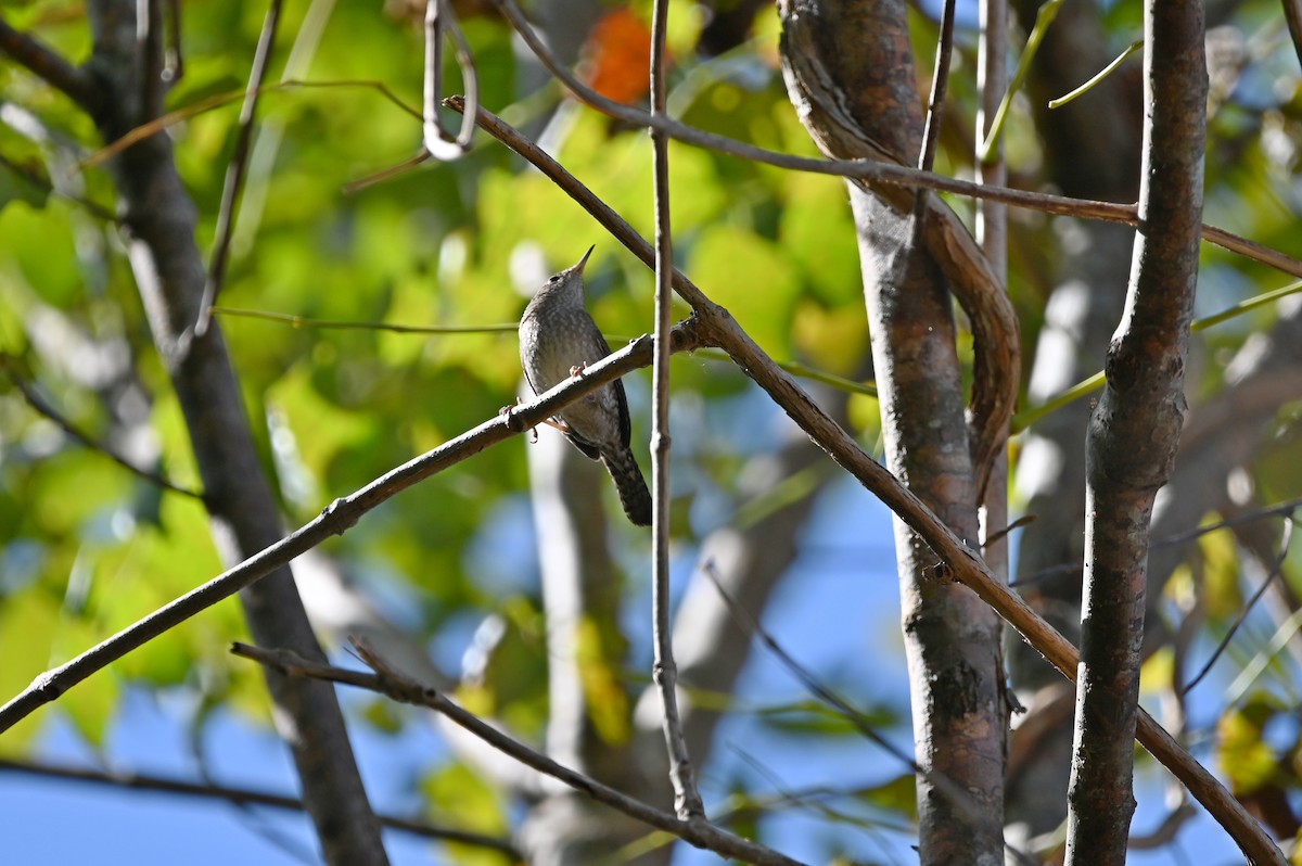 Northern House Wren - ML625406502