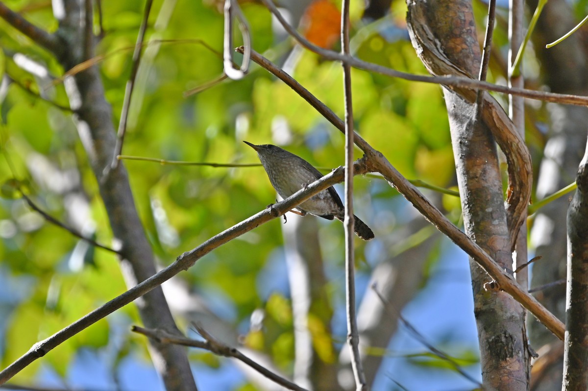 Northern House Wren - ML625406503