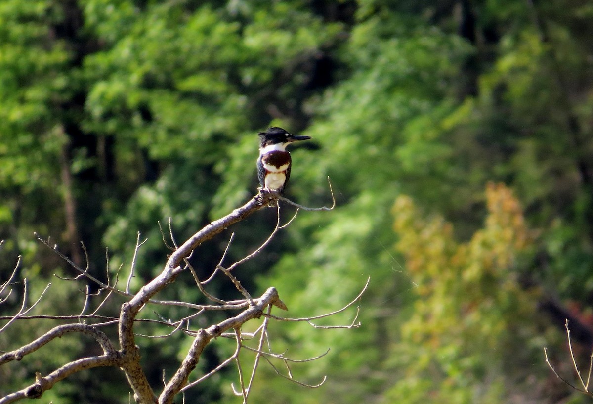 Belted Kingfisher - ML62540651