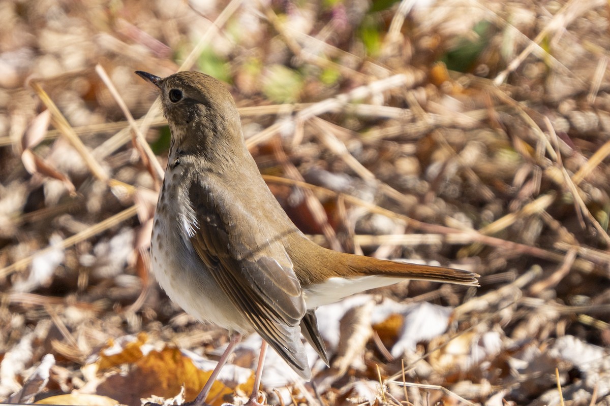 Hermit Thrush - Helen Chelf