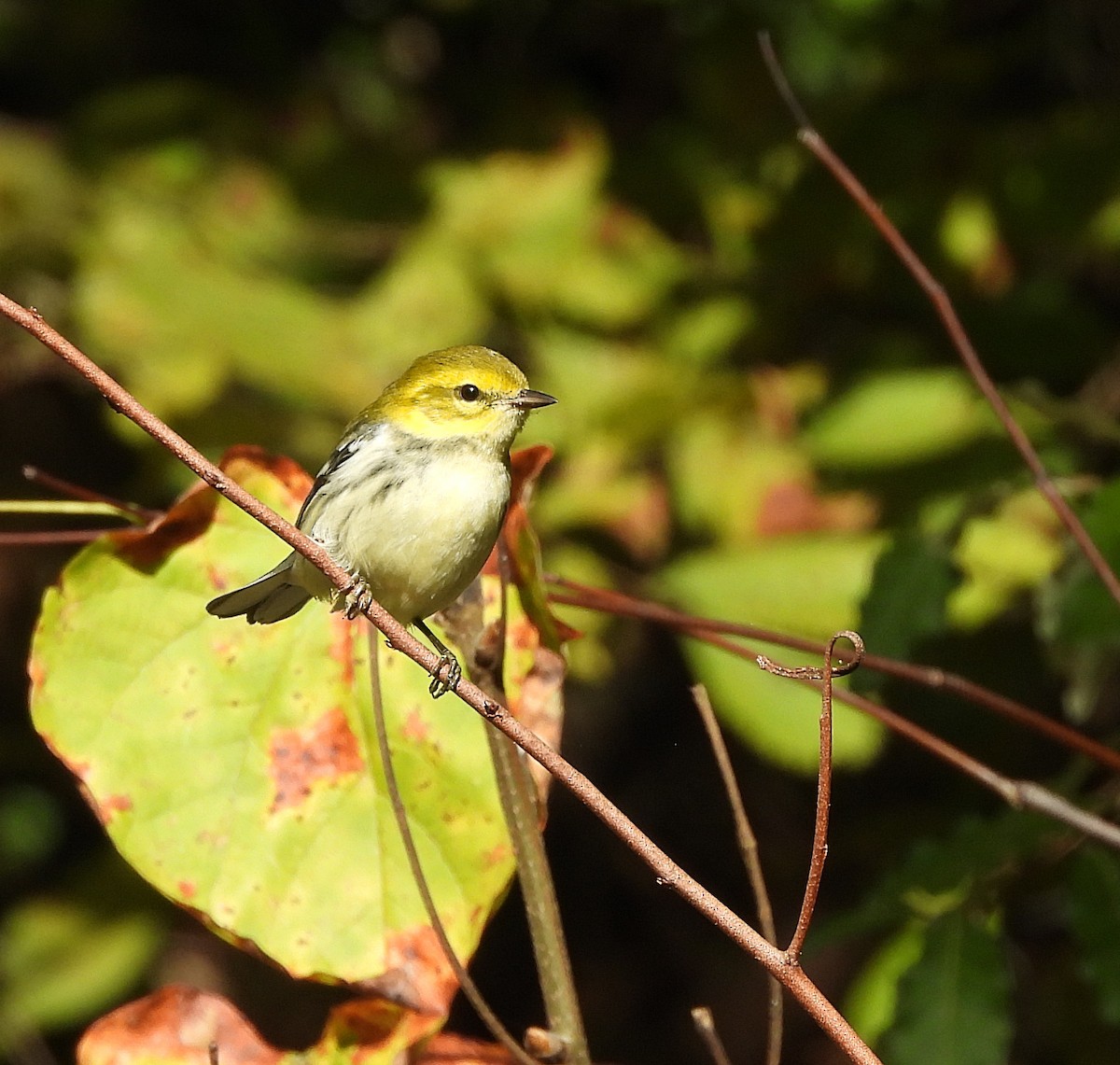 Black-throated Green Warbler - ML625406676