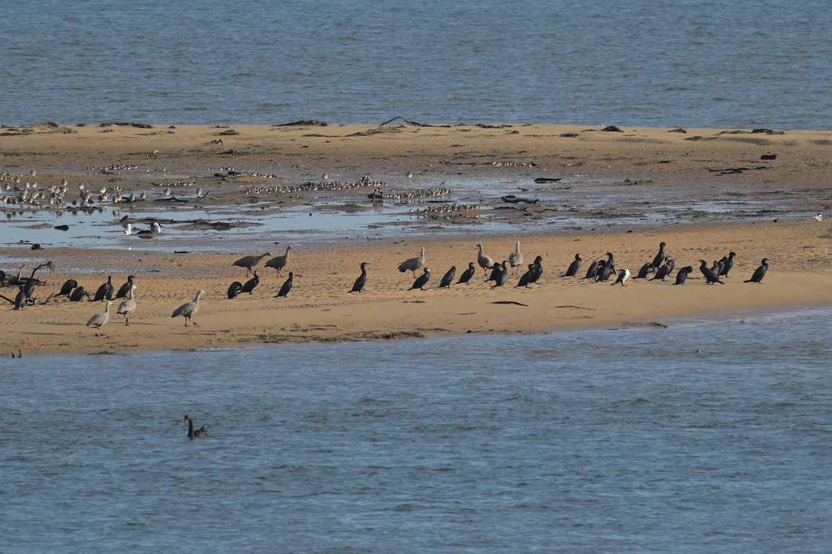 Great Cormorant - ML625406713