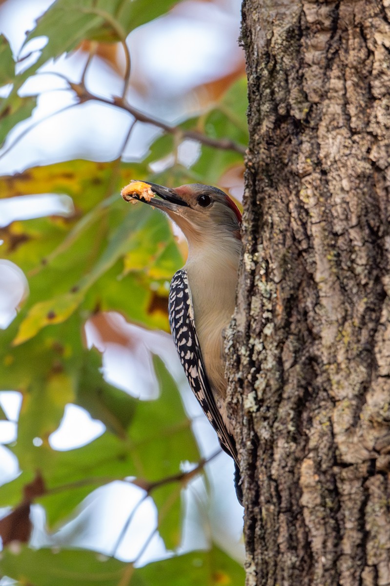 Red-bellied Woodpecker - ML625406723