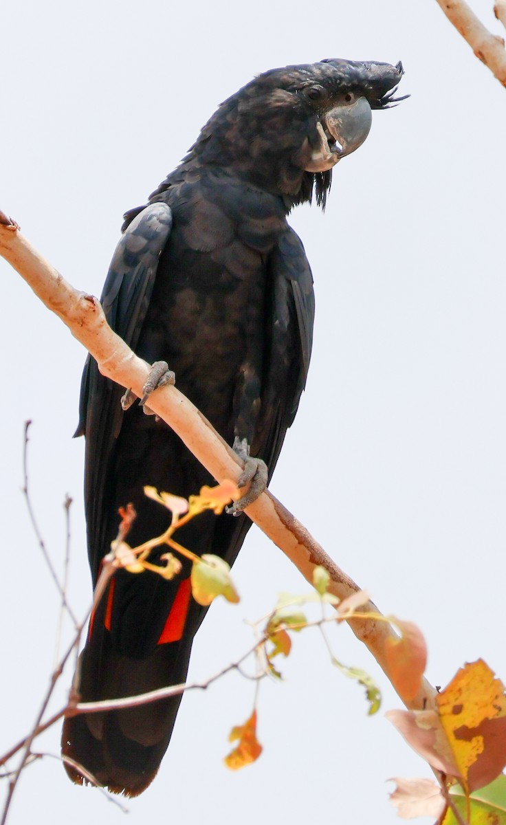 Red-tailed Black-Cockatoo - ML625406807