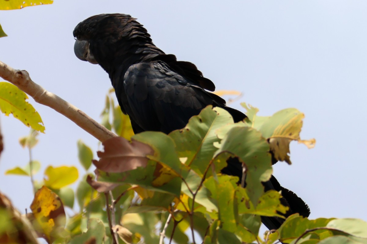 Red-tailed Black-Cockatoo - ML625406808