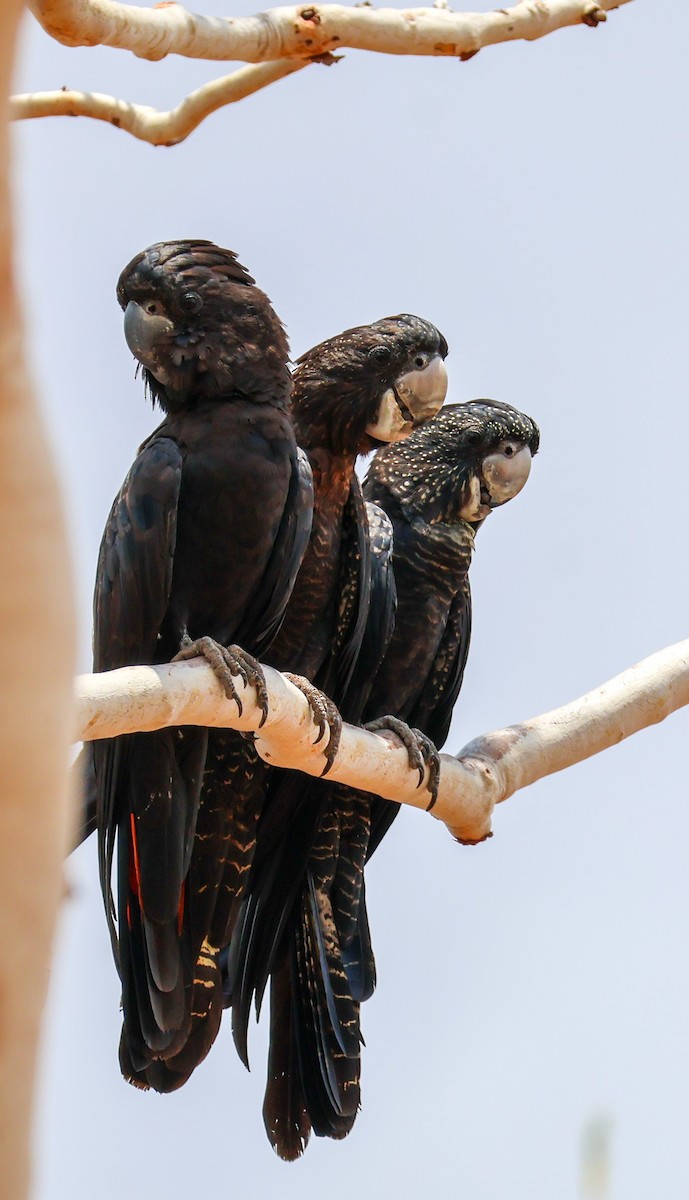 Red-tailed Black-Cockatoo - ML625406809