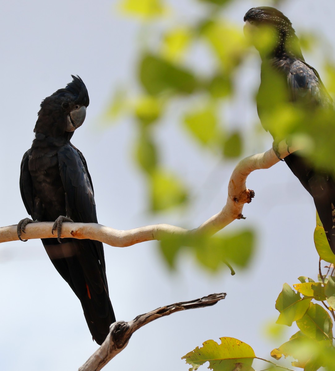 Red-tailed Black-Cockatoo - ML625406810