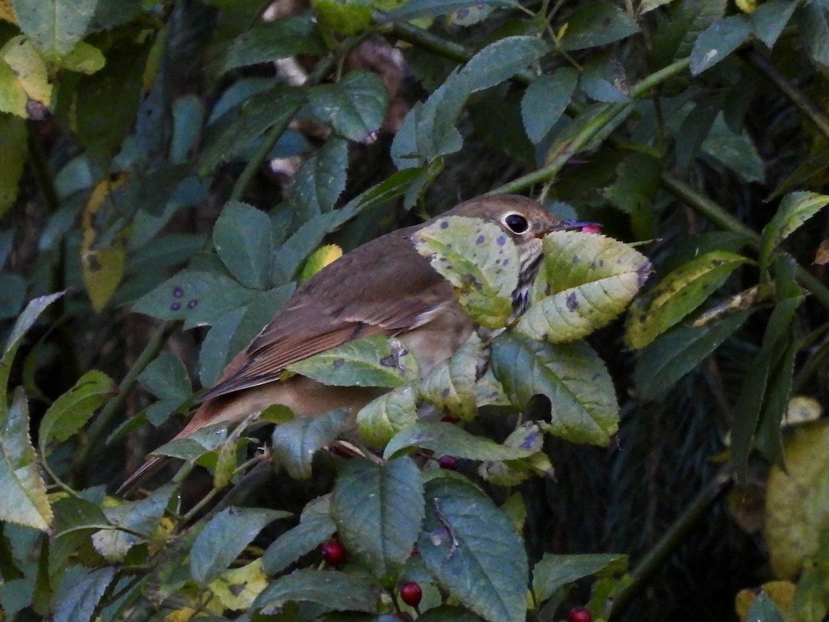 Hermit Thrush - ML625406987