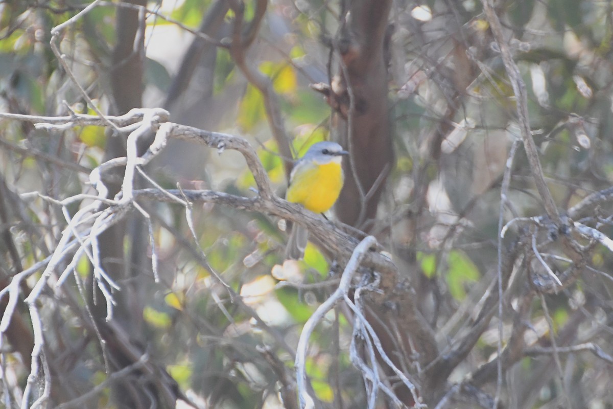 Eastern Yellow Robin - ML625407025