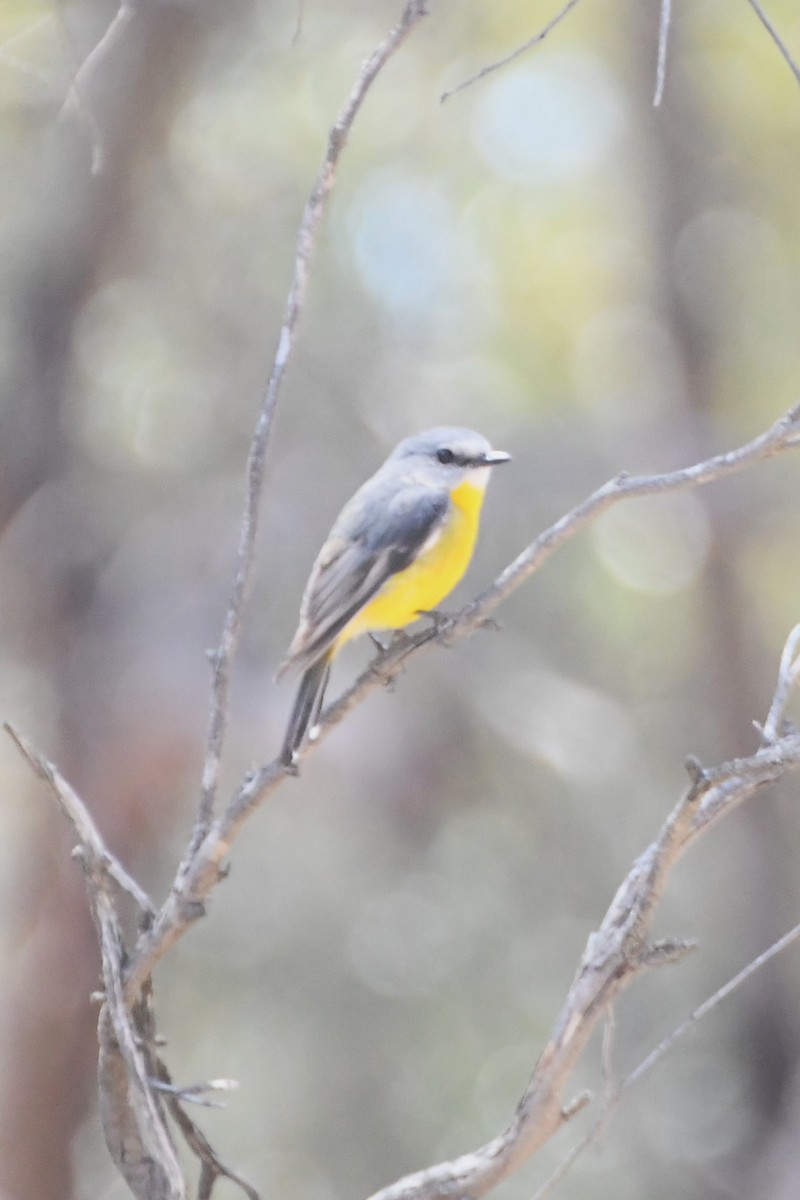 Eastern Yellow Robin - ML625407031