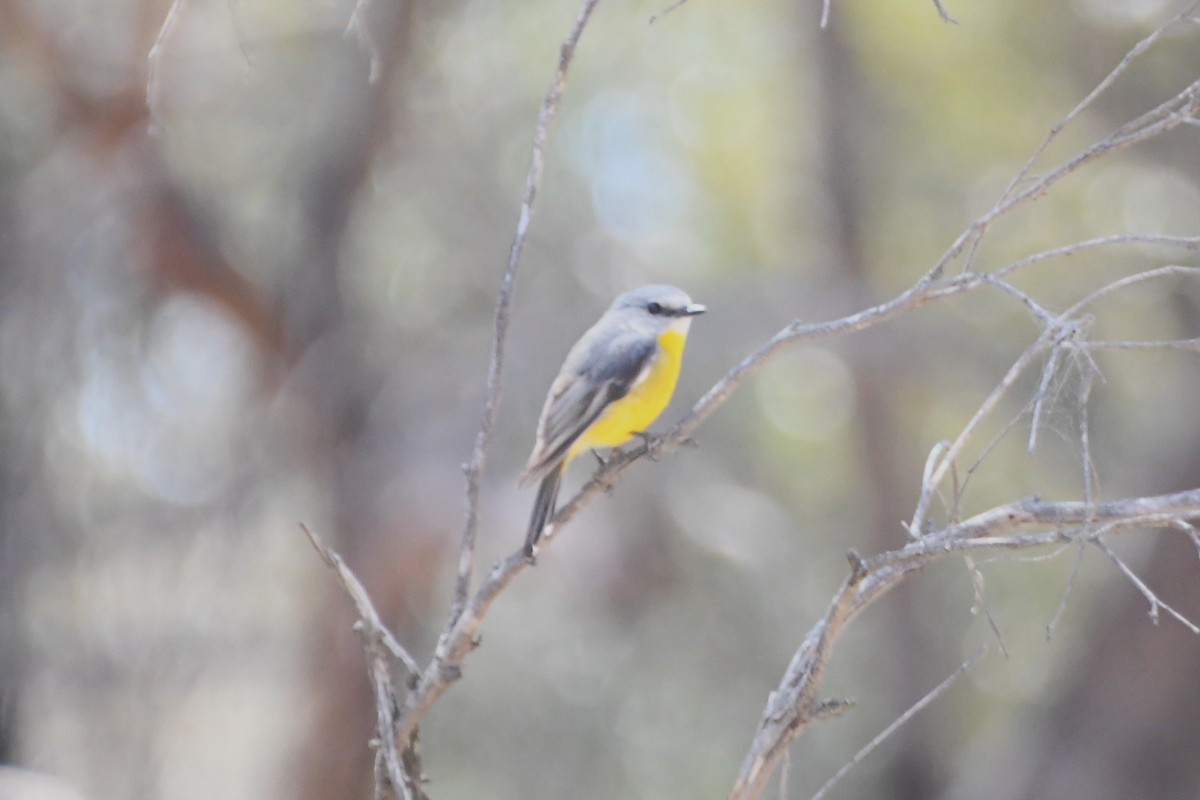 Eastern Yellow Robin - ML625407036