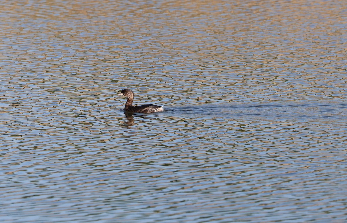 Pied-billed Grebe - ML625407038