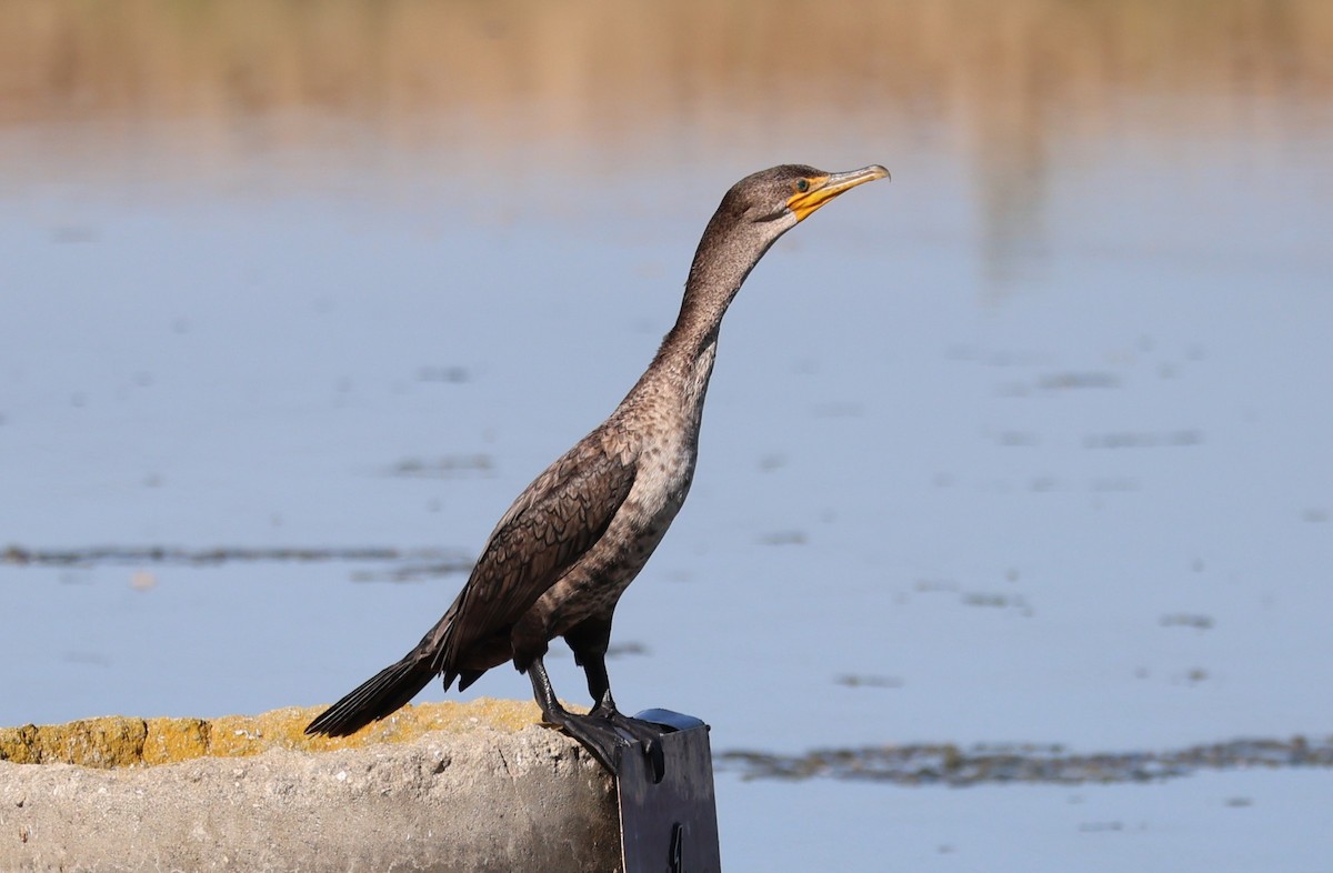 Double-crested Cormorant - ML625407039