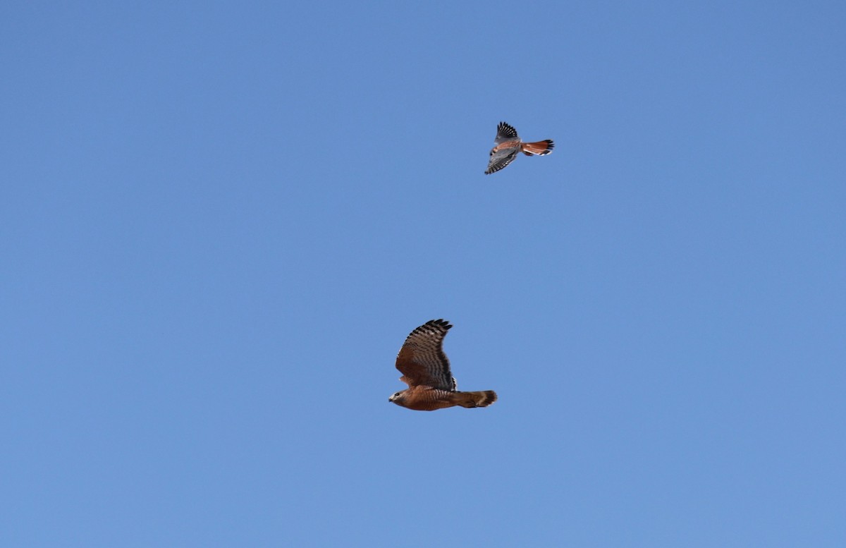 Red-shouldered Hawk - ML625407048