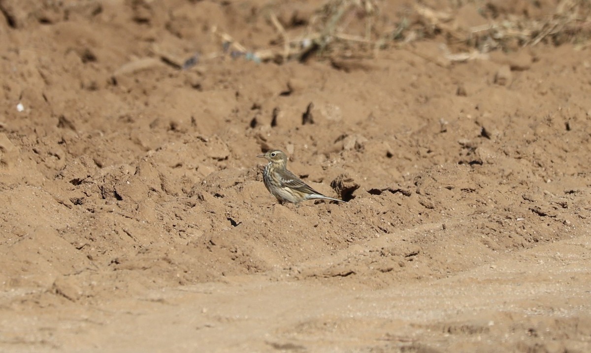 American Pipit - ML625407077