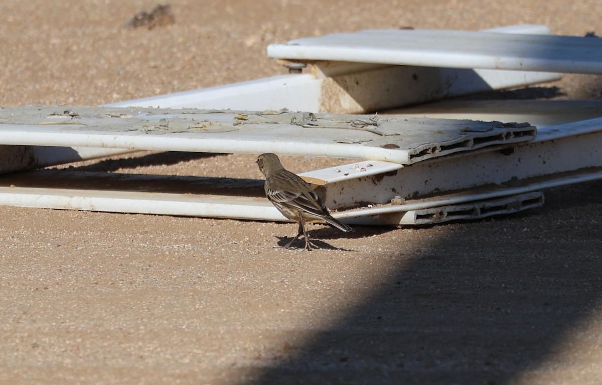 American Pipit - ML625407078