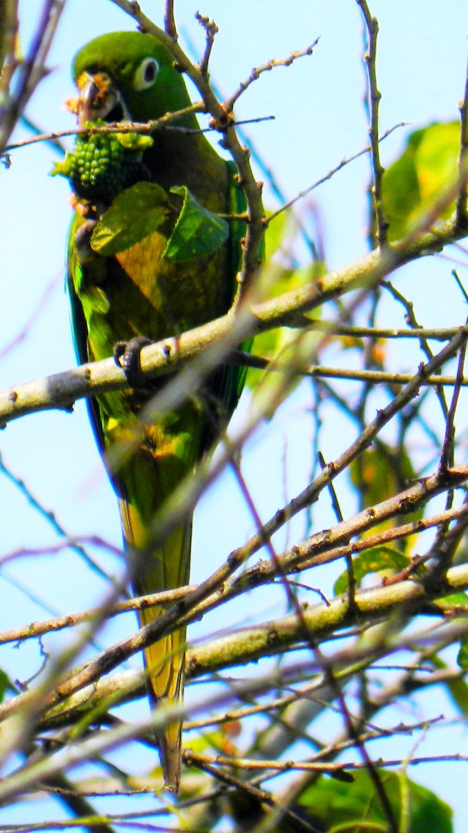 Olive-throated Parakeet - ML625407085