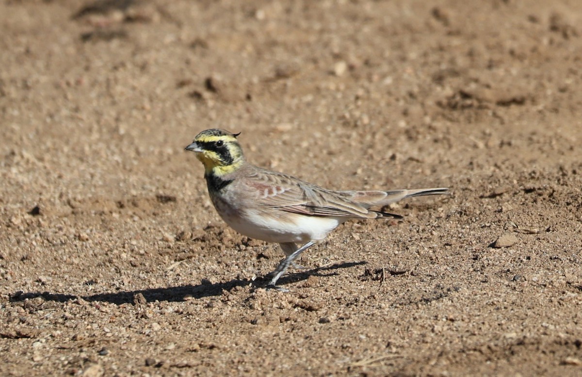 Horned Lark - ML625407101