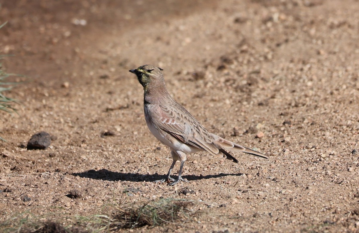 Horned Lark - ML625407102