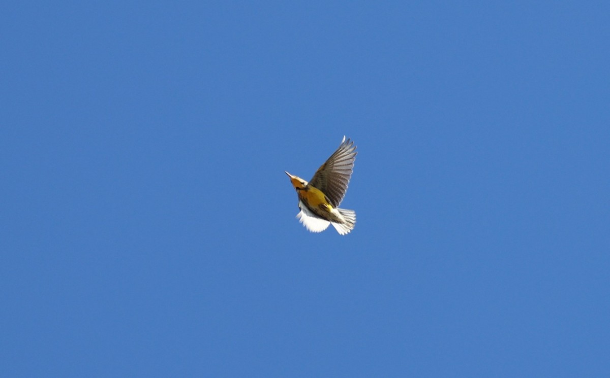 Western Meadowlark - ML625407109