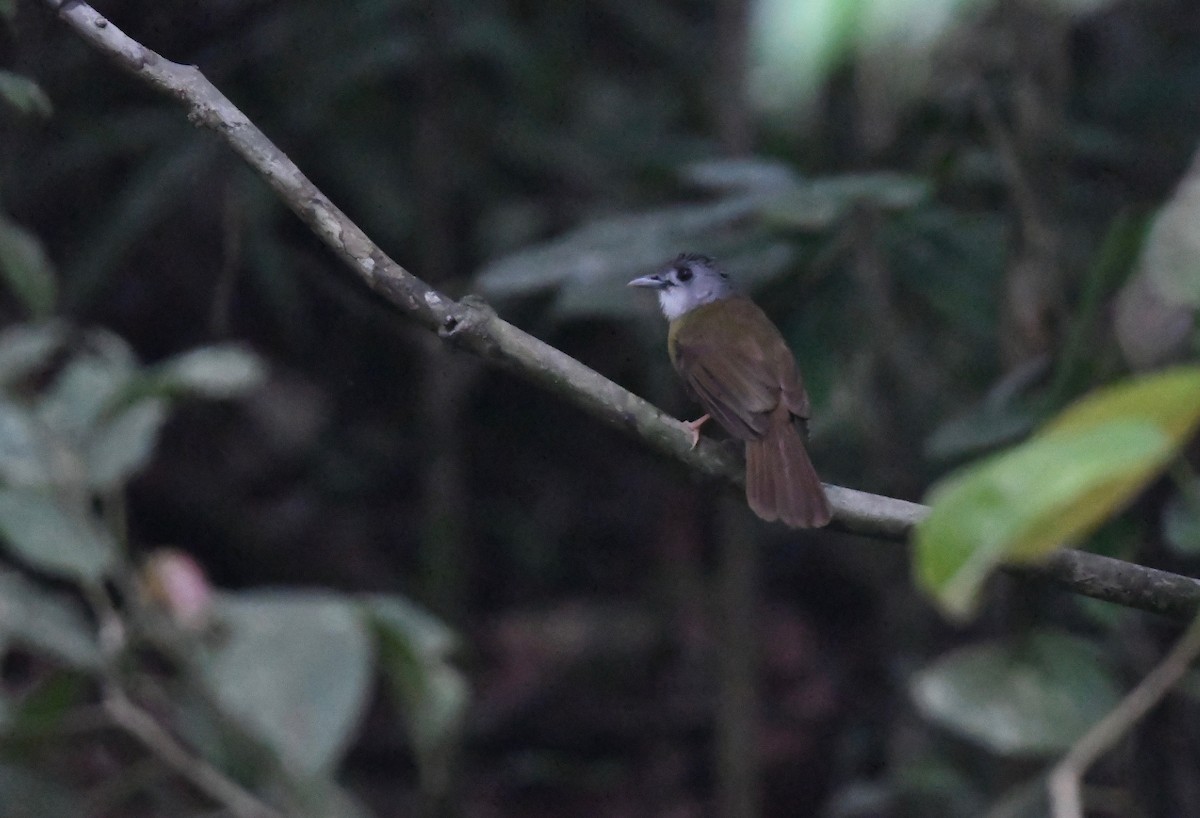 Yellow-bellied Bulbul - ML625407122