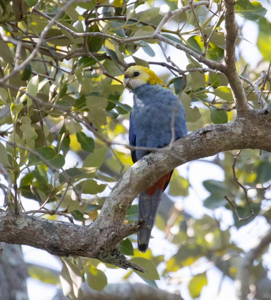 Pale-headed Rosella - ML625407165