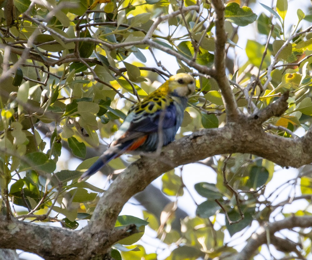 Pale-headed Rosella - ML625407168