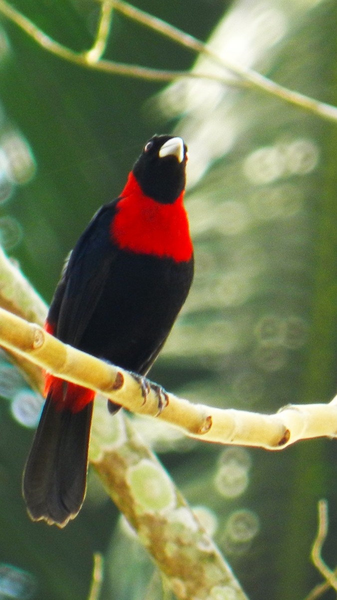 Crimson-collared Tanager - ML625407172