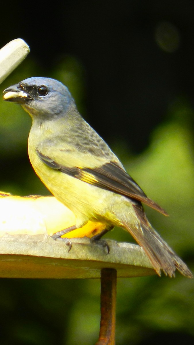 Yellow-winged Tanager - ML625407182