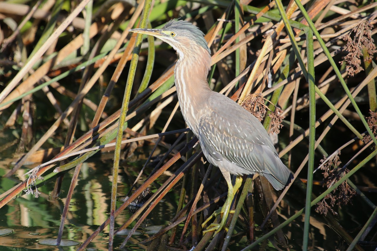 Green Heron - ML625407187