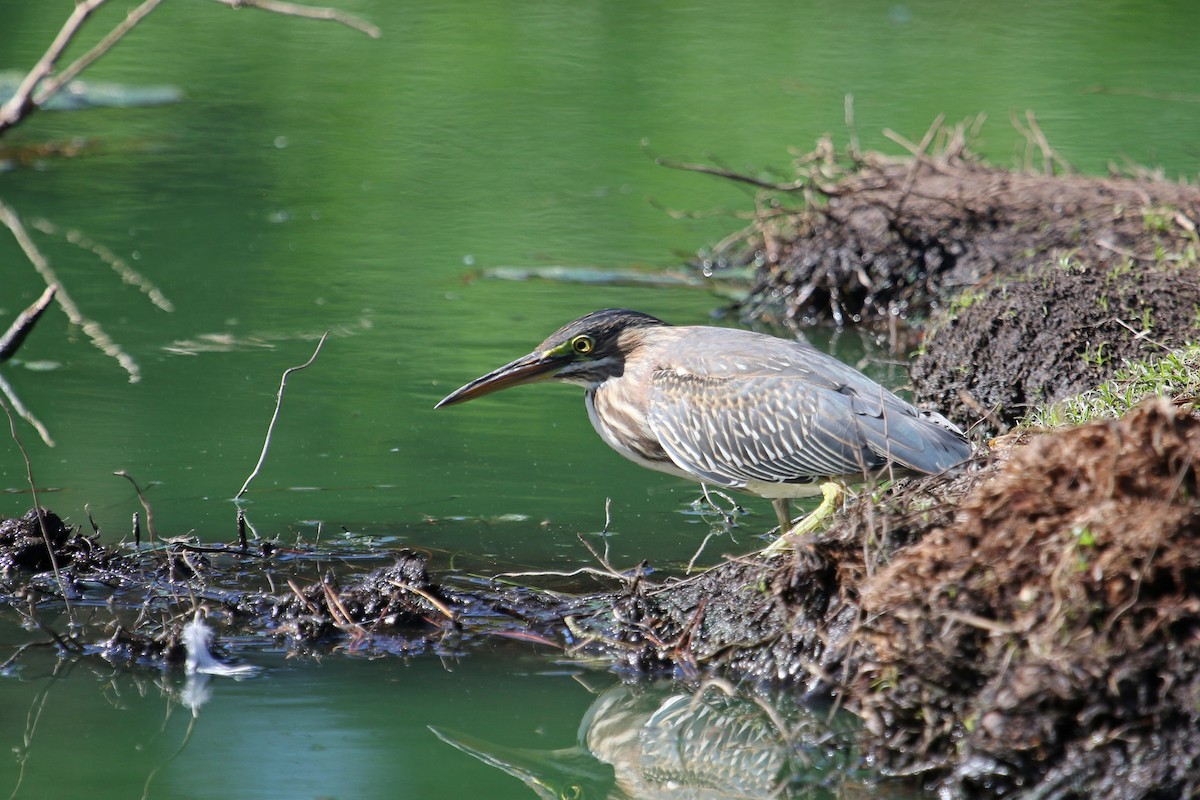 Green Heron - ML625407192