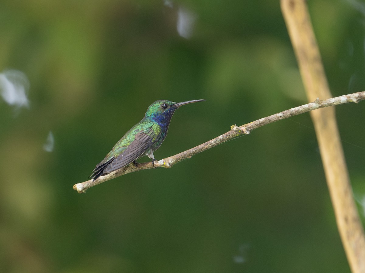 Sapphire-throated Hummingbird - ML625407197