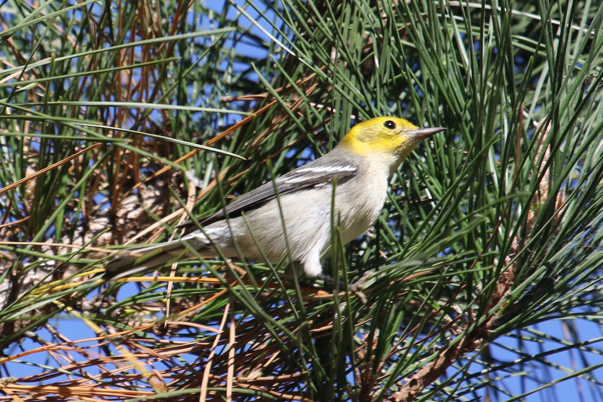 Hermit Warbler - ML625407207