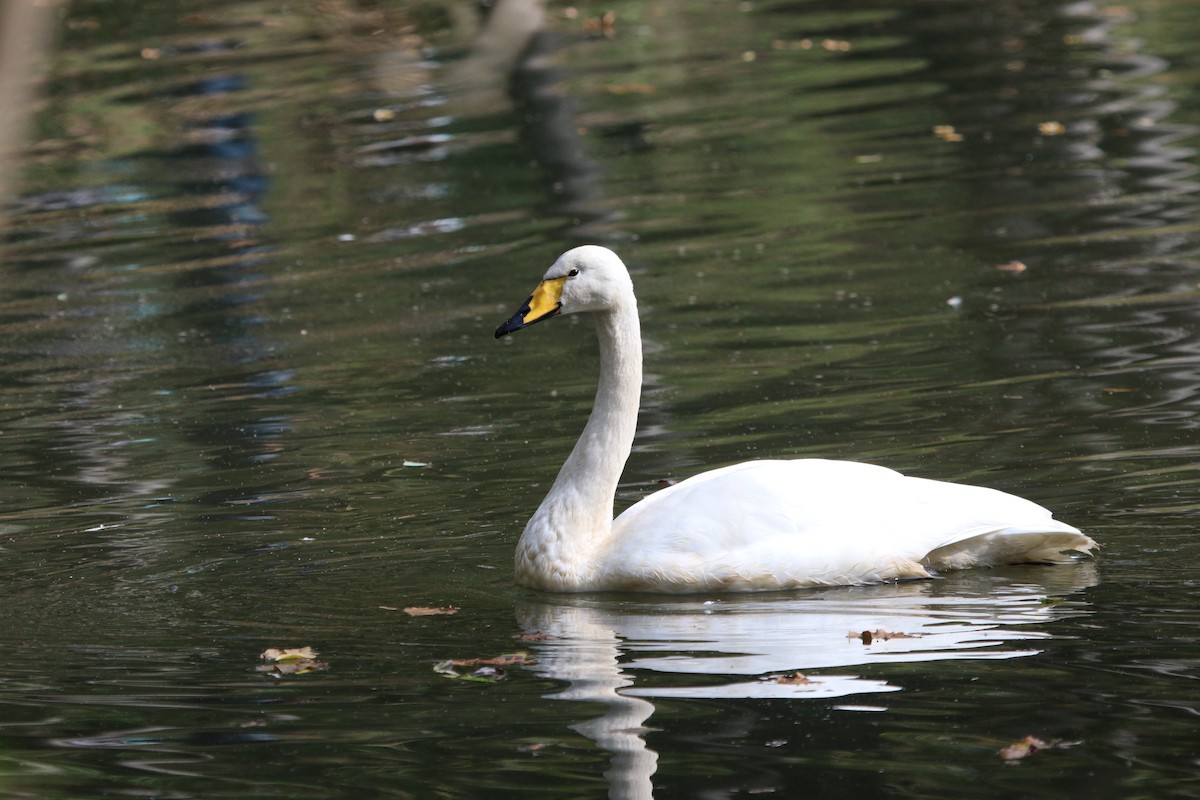 Whooper Swan - ML625407209
