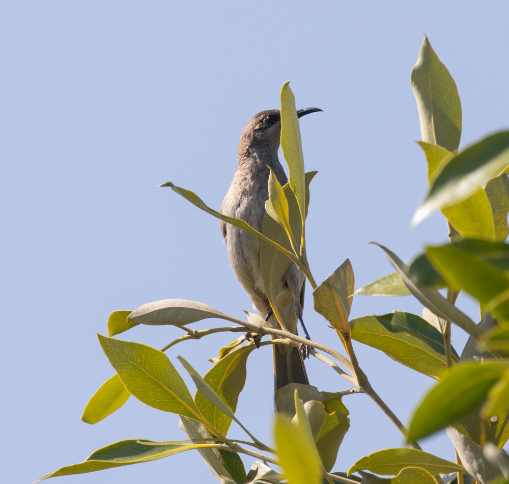 Brown Honeyeater - ML625407216