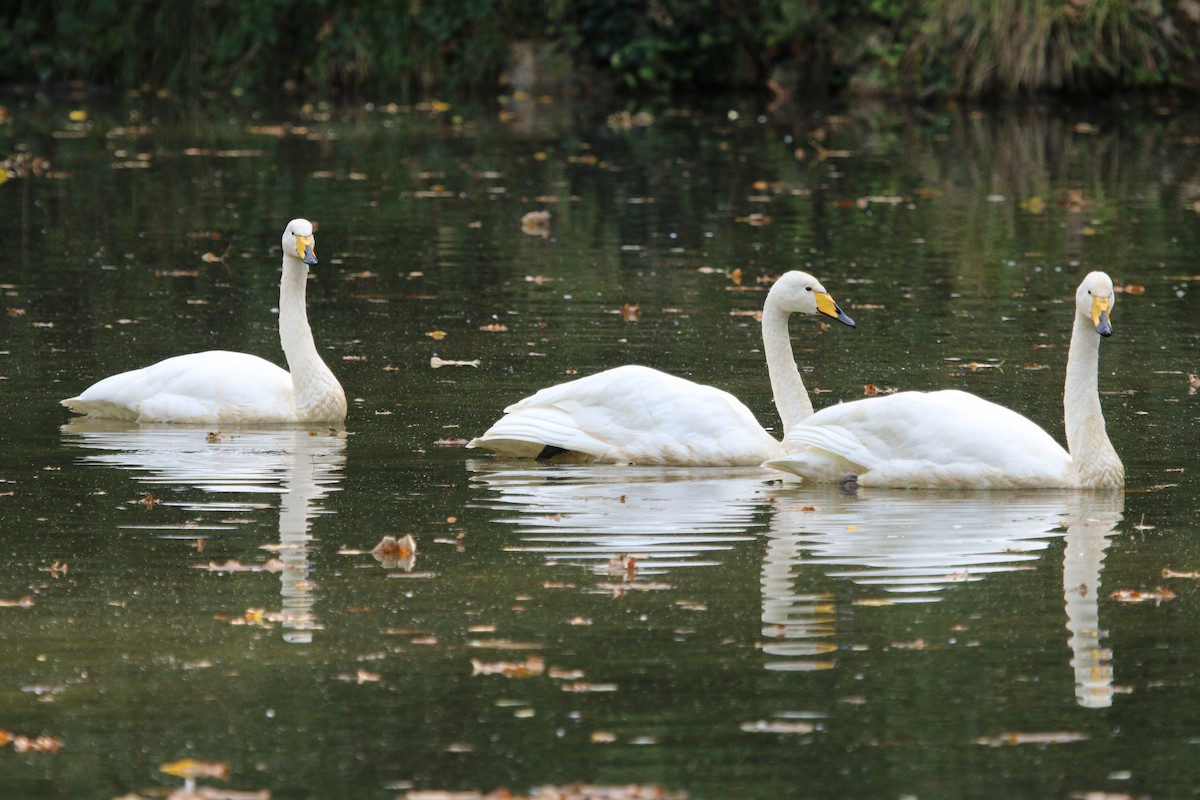 Whooper Swan - ML625407234