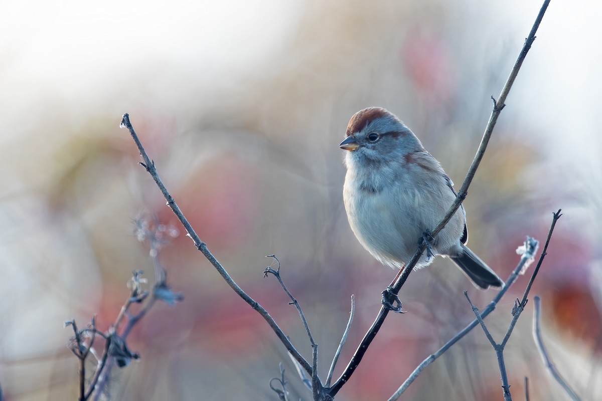 American Tree Sparrow - ML625407250