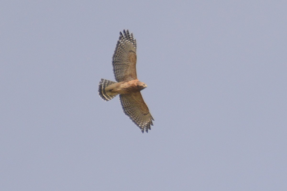 Red-shouldered Hawk - ML625407252