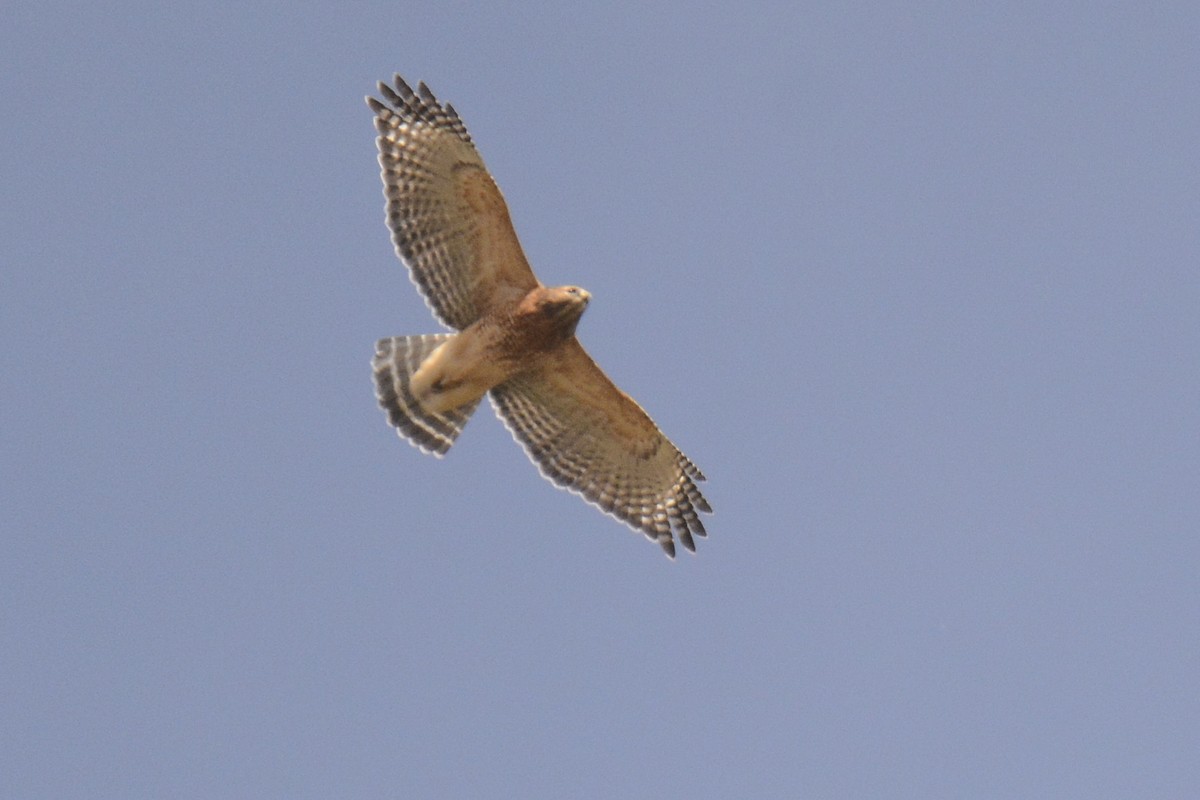 Red-shouldered Hawk - ML625407253