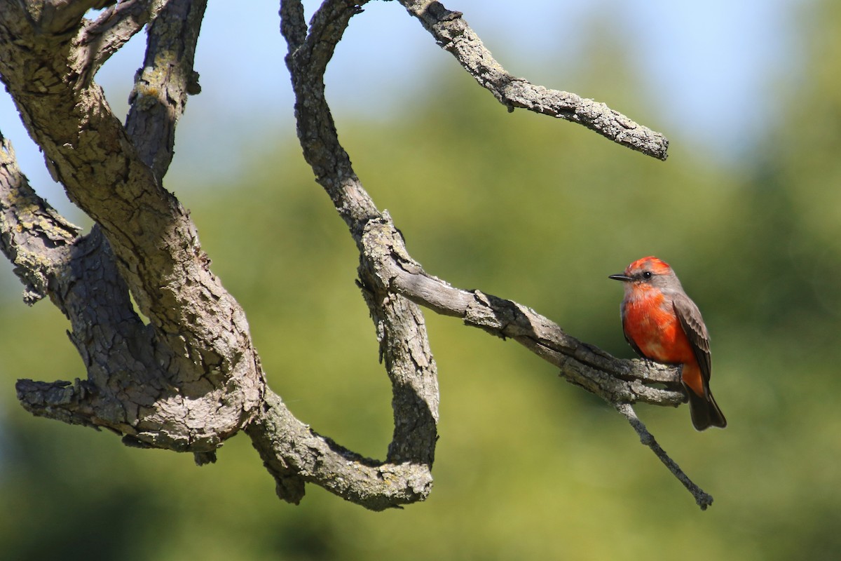 Vermilion Flycatcher - ML625407267