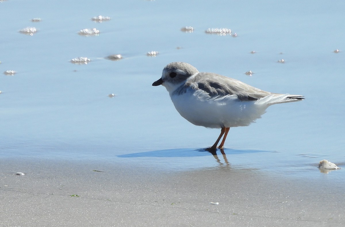 Piping Plover - ML625407292