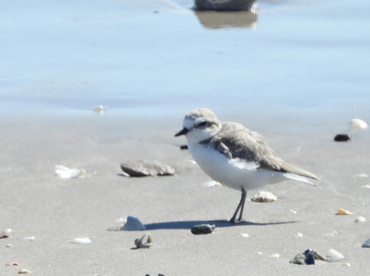 Snowy Plover - ML625407300