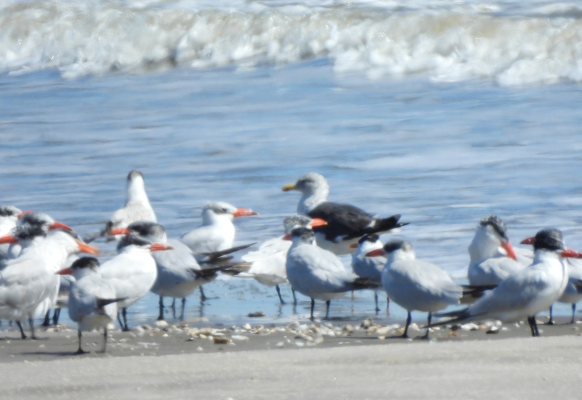 Lesser Black-backed Gull - ML625407331